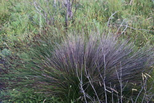 Elegia tectorum