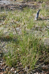 Carex lachenalii