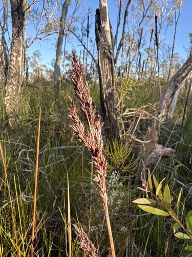 Machaerina teretifolia observed 2025-08-03
