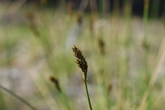 Carex lachenalii