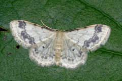 Idaea trigeminata