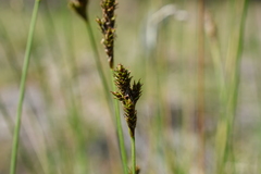 Carex lachenalii