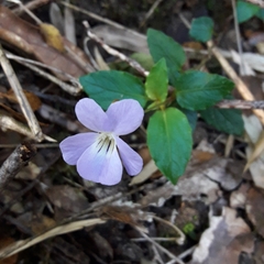 Viola capillaris