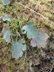 Heuchera grossulariifolia