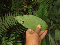 Solanum cornifolium