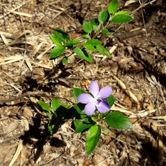 Viola capillaris