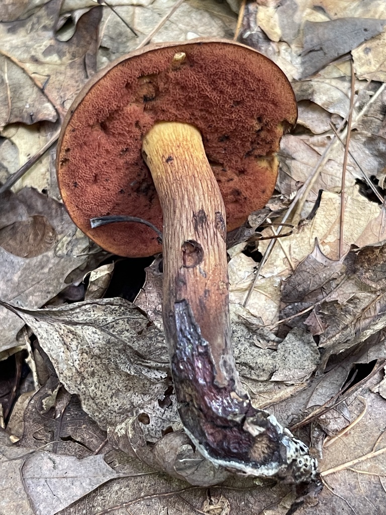 Boletus holoroseus