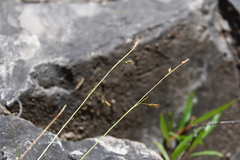 Carex ledebouriana
