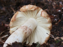 Russula ventricosipes