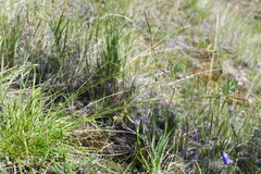 Carex ledebouriana