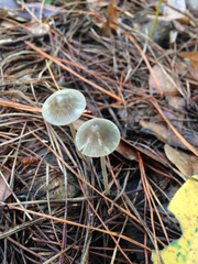 Mycena amicta