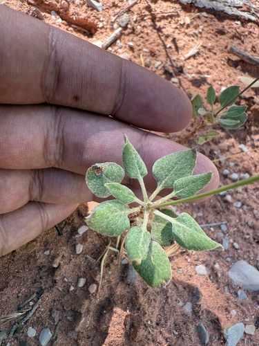 Zion Buckwheat (Eriogonum zionis)
