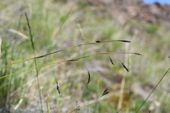 Carex ledebouriana