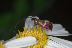 Adela australis
