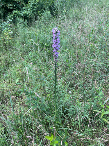 Liatris pycnostachya