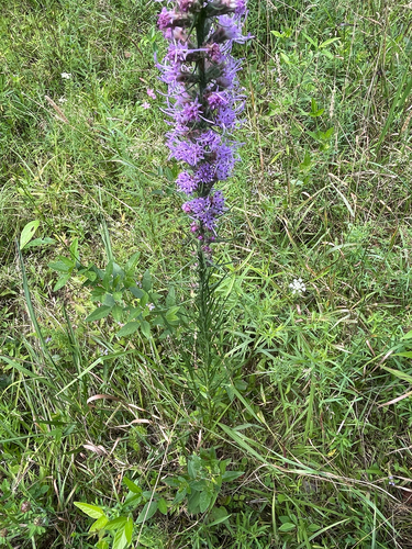 Liatris pycnostachya