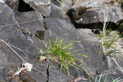 Carex ledebouriana