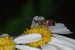 Adela australis