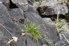 Carex ledebouriana
