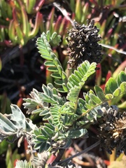 Astragalus pycnostachyus pycnostachyus