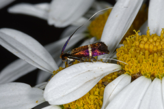 Adela australis