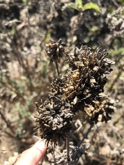Astragalus pycnostachyus pycnostachyus