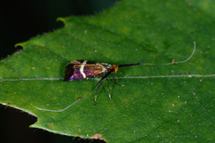 Adela australis