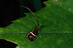 Adela australis
