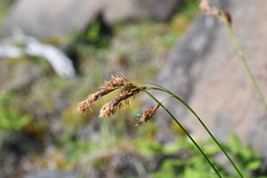 Carex macrogyna