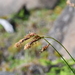 Carex macrogyna - Photo (c) Игорь Поспелов, μερικά δικαιώματα διατηρούνται (CC BY-NC), uploaded by Игорь Поспелов