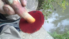 Rubroboletus