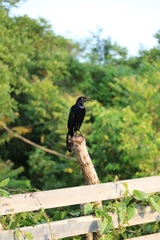 Quiscalus mexicanus