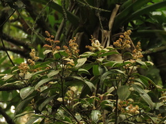 Miconia cataractae