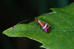 Adela australis