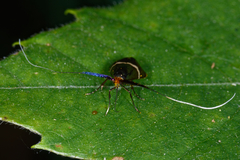 Adela australis