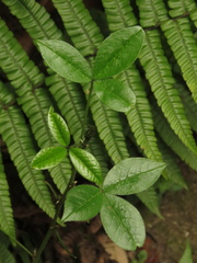 Otholobium mexicanum