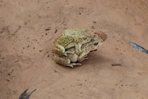 Sclerophrys arabica