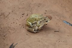 Sclerophrys arabica
