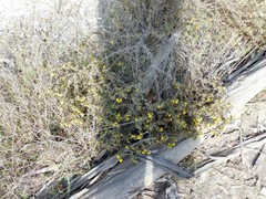 Centromadia parryi australis