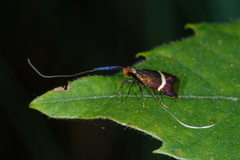 Adela australis