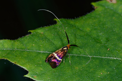 Adela australis