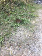 Microtus pennsylvanicus