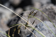 Carex macrogyna