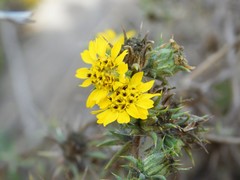 Centromadia parryi australis