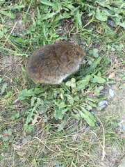 Microtus pennsylvanicus