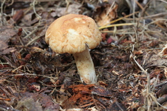 Russula ventricosipes