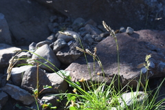 Carex macrogyna