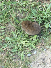 Microtus pennsylvanicus
