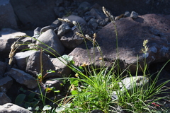 Carex macrogyna