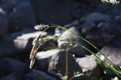 Carex macrogyna